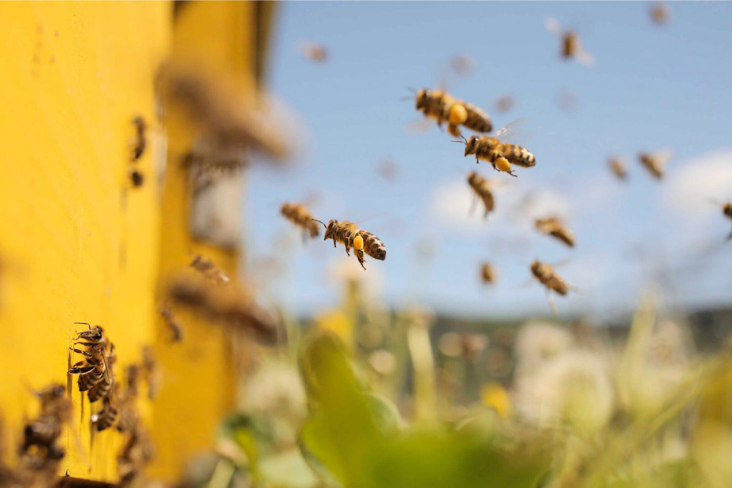 Visit the Apiary