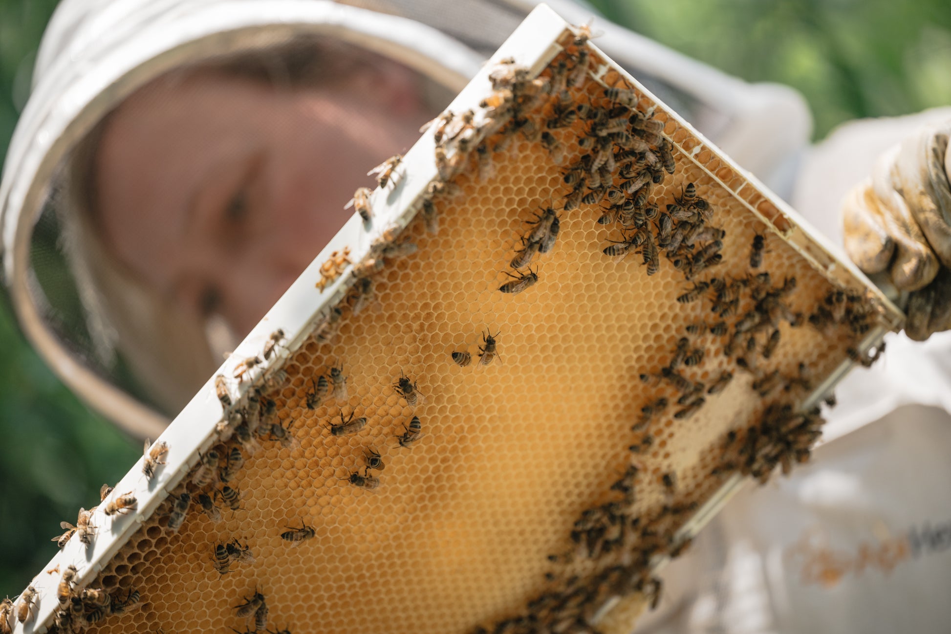 miel2-beekeeping