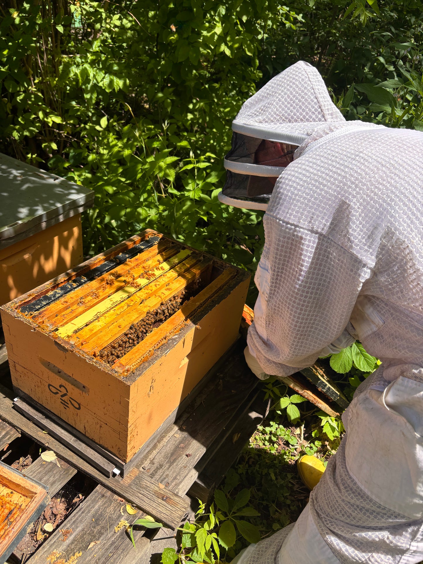 Private Visit the Apiary