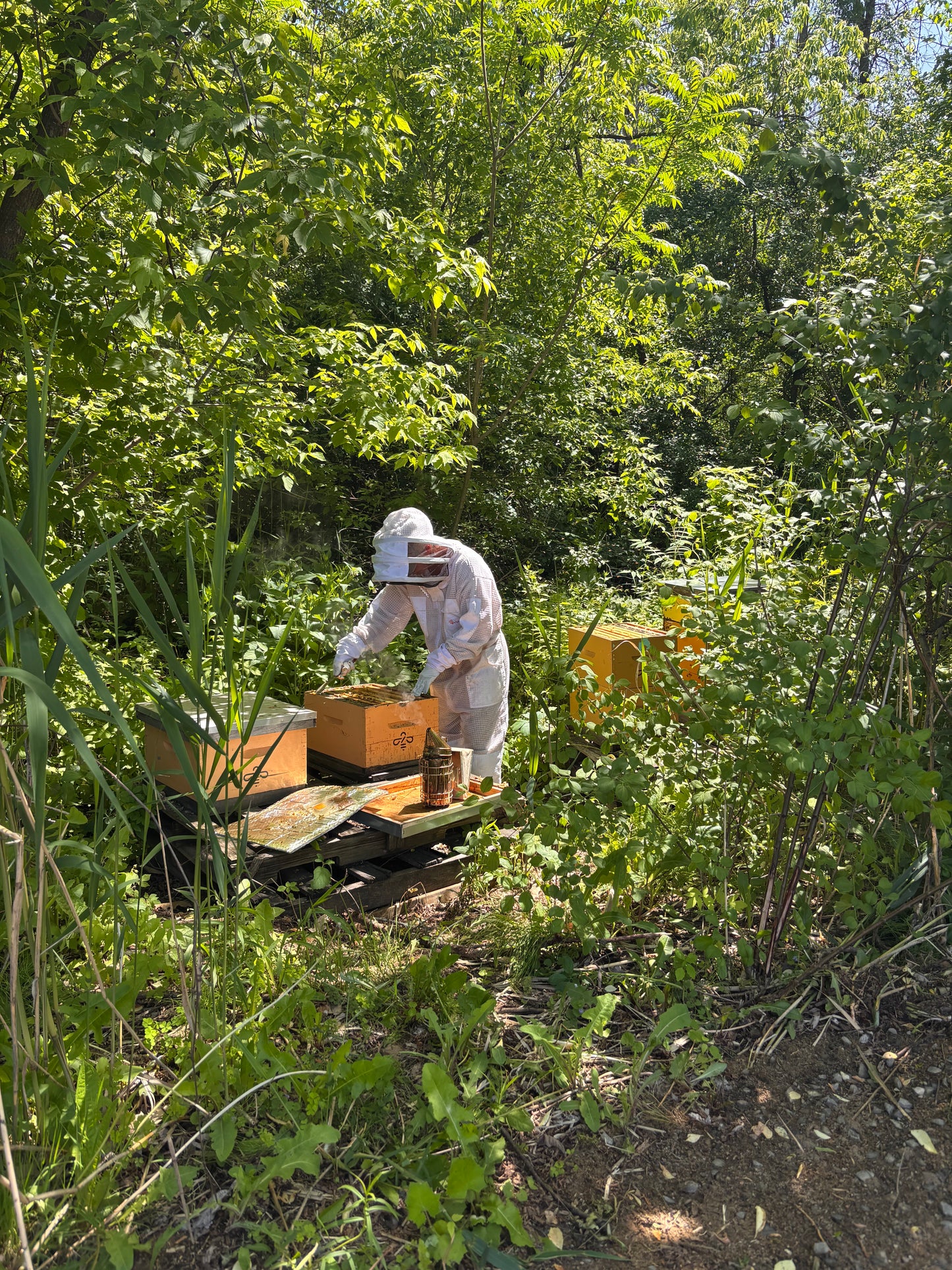 Private Visit the Apiary